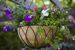 Botanical Foliage Wallart
