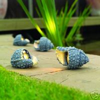 Garden Shell Spots