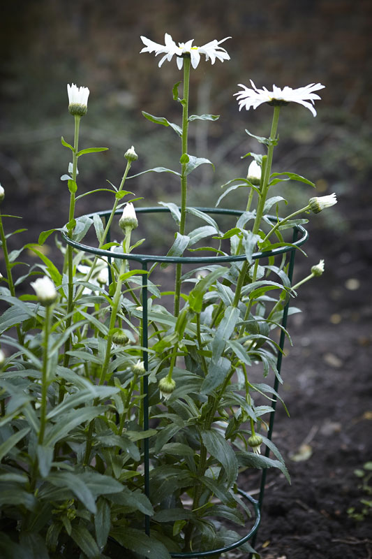 Green Garden Conical Plant Support - medium