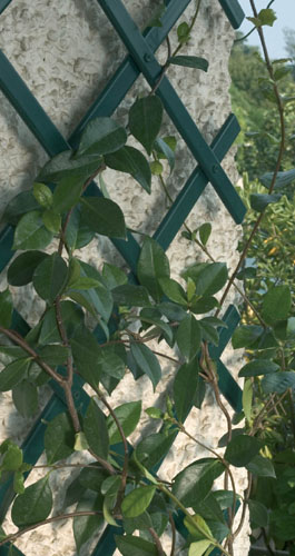 2.0m x 0.5m Expandable Green Plastic Trellis