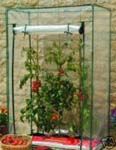 Tomato Growhouse