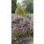 Decorative Nature Trellis 1.2m - view 2