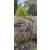Metal Trelllis - Leaf Design 120cm - view 2