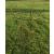 Heavy Duty 72cm Natural Rusty Peony Support - 5 Leg. - view 1
