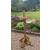Ultimate Wooden Table Bird Feeding Station Stand - view 4