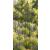 3m Supersize Garden Obelisk - view 2