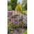 1.2m Magnollia Trellis - view 1