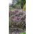 Decorative Nature Trellis 1.2m - view 3