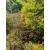 Heavy Duty 54cm Natural Rusty Peony Support - 5 Leg. - view 1