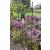 1.2m Magnollia Trellis - view 3