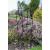 1.2m Tulip Garden Trellis - view 2