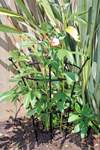 Heavy Duty Peony Plant Supports