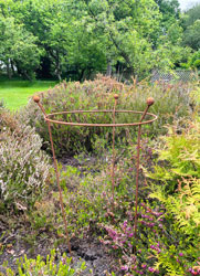 Rusty Peony Grow Through Ring Plant Support