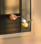 Bird Magnets